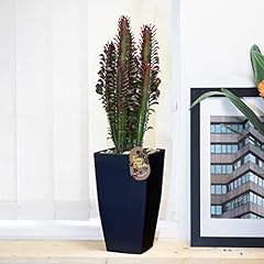 Easy plants rare for sale  Delivered anywhere in UK