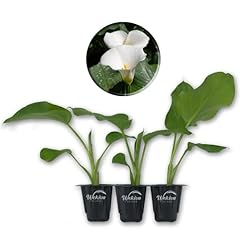 White giant calla for sale  Delivered anywhere in USA 