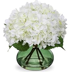 Hollyone white hydrangeas for sale  Delivered anywhere in USA 