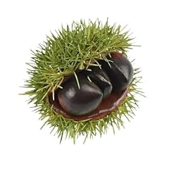 Trgqify castagne alimentari usato  Spedito ovunque in Italia 