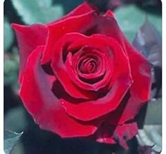 Dark red black for sale  Delivered anywhere in UK