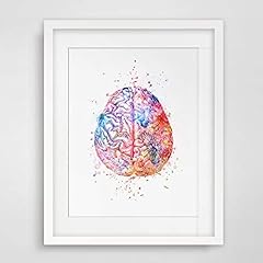 Watercolor anatomy brain for sale  Delivered anywhere in USA 