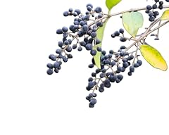 Elderberry plants haidegg for sale  Delivered anywhere in UK