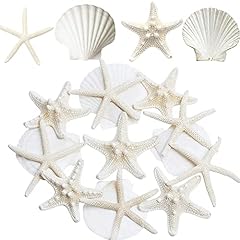 Jqaqju starfish scallop for sale  Delivered anywhere in USA 