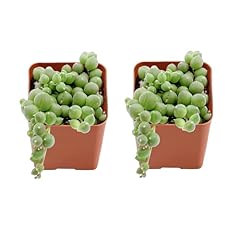 Succulents set pack for sale  Delivered anywhere in USA 