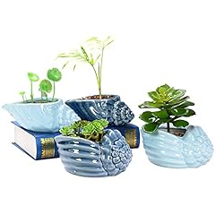 Foraineam succulent plant for sale  Delivered anywhere in USA 