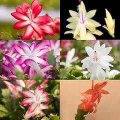 Graines fleurs schlumbergera d'occasion  Livré partout en France