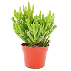 Sprout green gollum for sale  Delivered anywhere in USA 