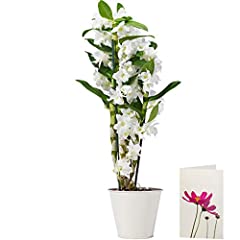 White dendrobium orchid for sale  Delivered anywhere in Ireland