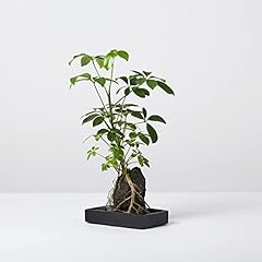 Small indoor plant for sale  Delivered anywhere in UK