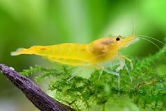 Aquatics yellow fire for sale  Delivered anywhere in UK