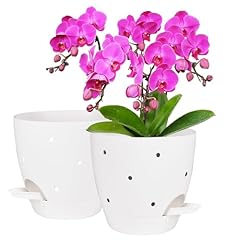 Vanslogreen inch orchid for sale  Delivered anywhere in USA 