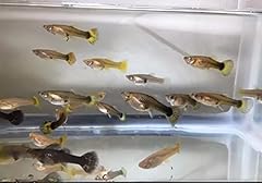 Dailyessential live guppies for sale  Delivered anywhere in USA 