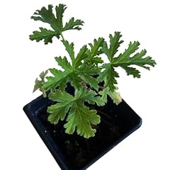 Organic citronella scented for sale  Delivered anywhere in USA 