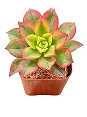 Aeonium kiwi tricolor for sale  Delivered anywhere in USA 