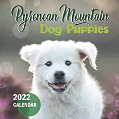 Pyrenean Mountain Dog Puppies 2022 Calendar: From January for sale  Delivered anywhere in UK