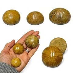 Fossilized sand dollars for sale  Delivered anywhere in USA 