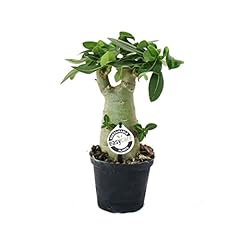 Desert rose adenium usato  Spedito ovunque in Italia 