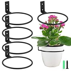 Aysum inch flower for sale  Delivered anywhere in USA 