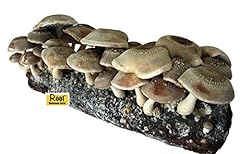 Root mushroom farm for sale  Delivered anywhere in USA 
