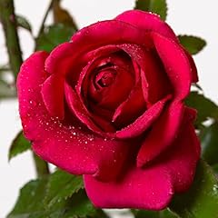 Red flame rosa usato  Spedito ovunque in Italia 