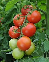 Tomato plant moneymaker for sale  Delivered anywhere in UK