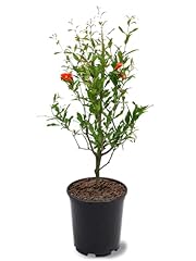 Parfianka pomegranate tree for sale  Delivered anywhere in USA 