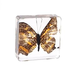 Karaot insect specimen for sale  Delivered anywhere in UK