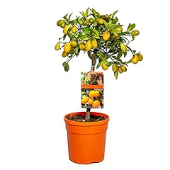 Citrus margarita kumquat gebraucht kaufen  Wird an jeden Ort in Deutschland