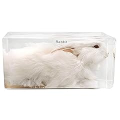 Real rabbit specimen for sale  Delivered anywhere in UK