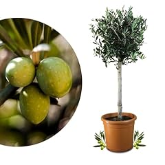 Rangerie livenbaum grande gebraucht kaufen  Wird an jeden Ort in Deutschland