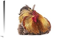 partridge brahma hatching eggs for sale partridge brahma hatching eggs for sale Delivered anywhere in UK