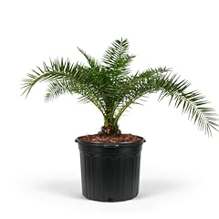Canary island date for sale  Delivered anywhere in USA 