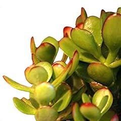 9greenbox jade plant for sale  Delivered anywhere in USA 