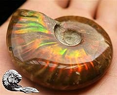 Natural iridescent ammonite for sale  Delivered anywhere in USA 