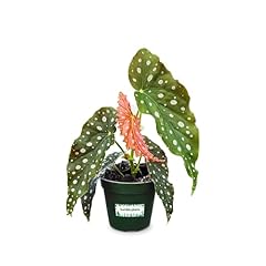 Bumble plants begonia for sale  Delivered anywhere in USA 
