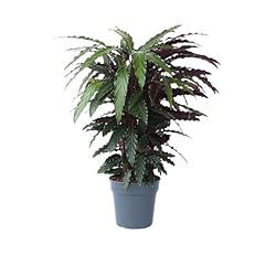 Plant box calatea usato  Spedito ovunque in Italia 