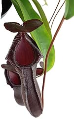 Tropical pitcher plant for sale  Delivered anywhere in USA 