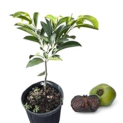 Graft black sapote for sale  Delivered anywhere in USA 