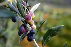 Pianta olivo ulivo usato  Spedito ovunque in Italia 