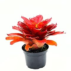 Ragnaroc live plants for sale  Delivered anywhere in USA 