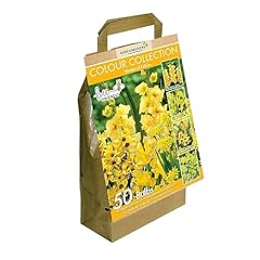 Yellow summer flowering for sale  Delivered anywhere in UK