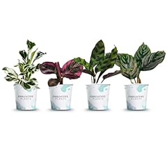 Coollectiveplants calathea col for sale  Delivered anywhere in USA 
