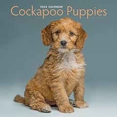 2024 cockapoo puppies for sale  Delivered anywhere in USA 