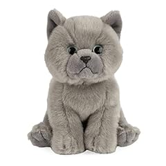 chaton british shorthair d'occasion  Livré partout en France