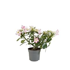 Bloomique adenium obesum usato  Spedito ovunque in Italia 