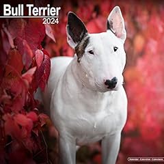 Bull terrier calendar for sale  Delivered anywhere in UK