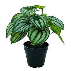 Potted green white for sale  Delivered anywhere in USA 