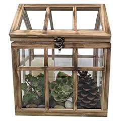 Orchid ivy large for sale  Delivered anywhere in USA 