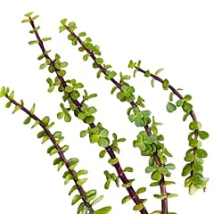 Cuttings portulacaria afra for sale  Delivered anywhere in USA 